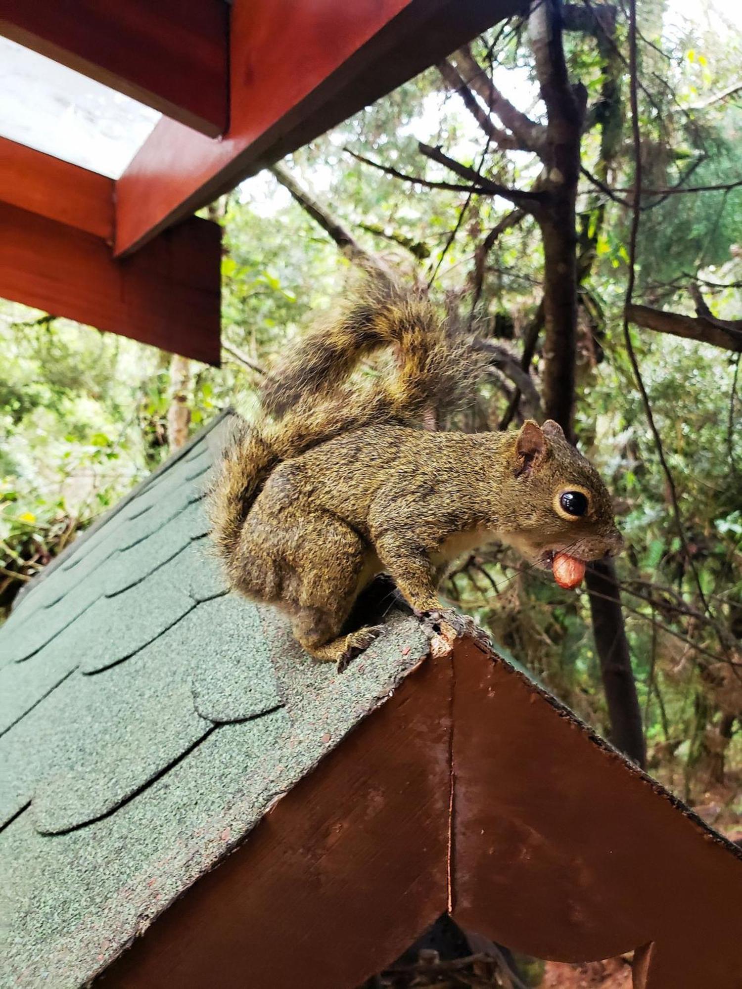 Chale Belga Em Condominio - 1,2 Km Do Centro Turistico Capivari Campos do Jordão エクステリア 写真